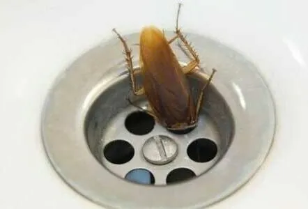 Таракан в ванной что делать