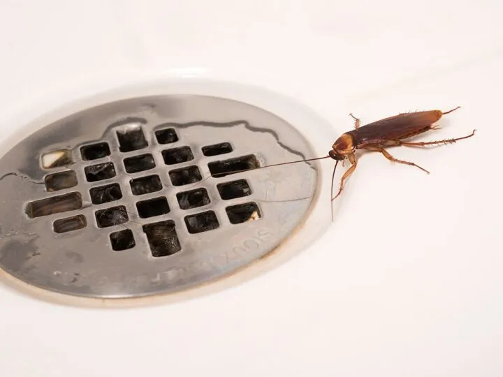Таракан в ванной что делать