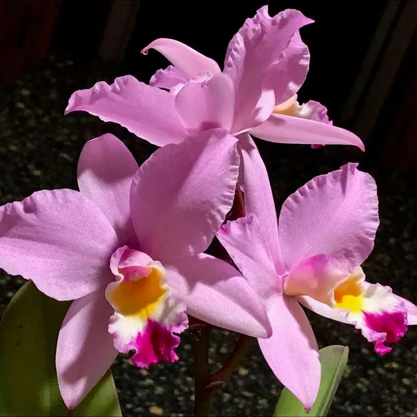 мини теплица для орхидеи