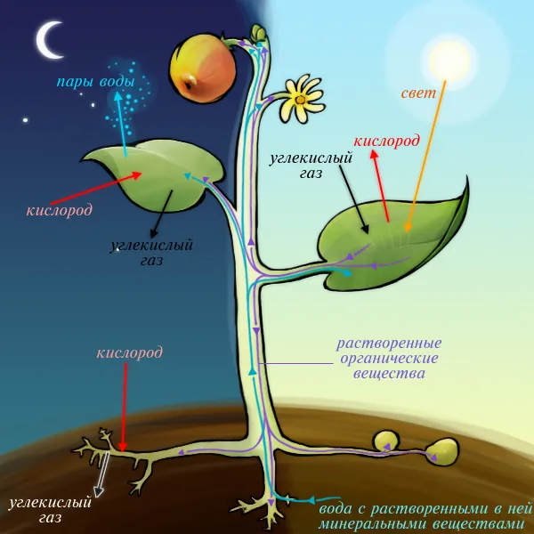 Схема дневного и ночного жизненных циклов растений